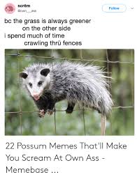 Screm Own Ass Follow Bc The Grass Is Always Greener On The Other Side I Spend Much Of Time Crawling Thru Fences 22 Possum Memes That Ll Make You Scream At Own Ass