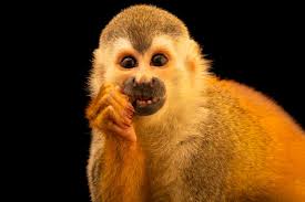 National Geographic Society