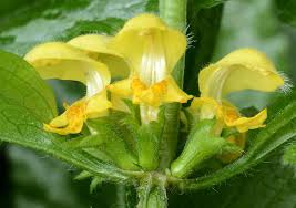 Image result for Lamium galeobdolon