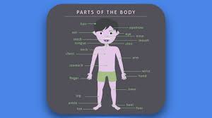 Soal bahasa inggris kelas 2 sd part of body. Soal Latihan Bahasa Inggris Kelas 1 Sd Materi Anggota Tubuh Jawabanku Id