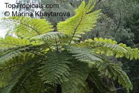 Image result for Cyathea cf. humilis