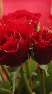 Red roses, most popular rose, rose. Red Roses Wallpaper Iphone Android Desktop Backgrounds