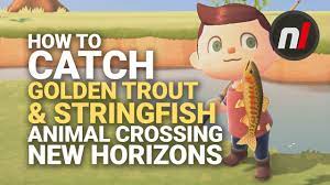 An information board in the aquarium will provide information about this fish. How To Catch The Golden Trout Stringfish In Animal Crossing New Horizons Youtube