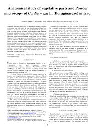 Image result for Cordia grandicalyx