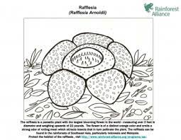 It contains approximately 28 species (including four incompletely characterized species as recognized by willem meijer in 1997), all found in southeastern asia, mainly in malaysia, indonesia, thailand and the philippines. Rafflesia Flower Coloring Page Creative Art