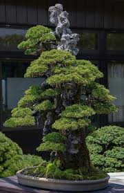 Bonsai Bonsai Menanam Dekor
