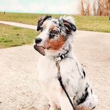 Pin On Berger Australien Bleu Merle
