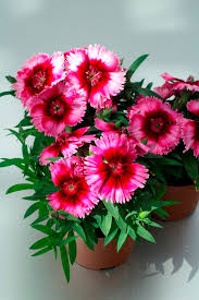 Image result for Dianthus chimanimaniensis