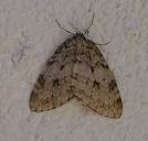 Pale November moth - Wikipedia