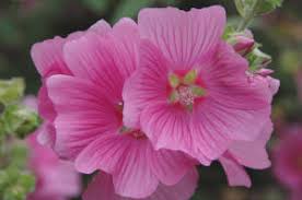 We did not find results for: Flower Beginning With C Nothing Special
