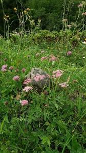 Image result for Pimpinella acutidentata