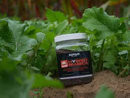 Image result for Brassica