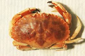Image result for Crabbea nana