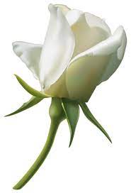Beautiful White Rose Bud Png Clipart Image White Roses White Rose Png Rose Buds