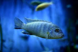 Check spelling or type a new query. 21 Most Colorful Freshwater Aquarium Fish Pethelpful