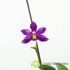 Image result for Indigofera pulchra