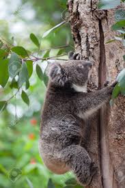 Koalas are often called koala bears, because they look a bit like small bears. Portrait Cute Australian Koala Bear Climbing In An Eucalyptus Stock Photo Picture And Royalty Free Image Image 118566994