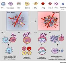 But these are the three zodiac signs most attracted to cancer, according to semos. Turning Cold Into Hot Firing Up The Tumor Microenvironment Trends In Cancer