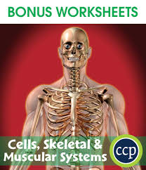 Muscles that are controlled unconsciously. Cells Skeletal Muscular Systems Bonus Worksheets Grades 5 To 8 Ebook Bonus Worksheets Ccp Interactive