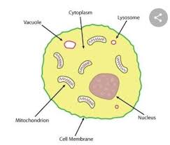 Check spelling or type a new query. Explain The Structure Of An Animal Cell Brainly In