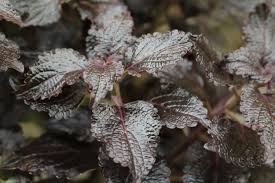Image result for Coleus alpinus