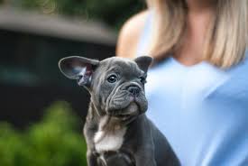 The french bulldog is a delightful little dog who shows little remnants of his gladiator ancestry. Anna French Bulldog Puppies 678 306 6186 Anna French Bulldog Puppies Defining The Pet Store