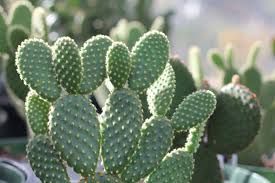Cactus fleuri inc (le)עובד קניות אחר, מתנות, כרטיסי ברכה וציוד לימי הולדת, סיטונאים, קניות, סיטונאי של מוצרים ביתיים פעילויות. Opuntia Microdasys Le Cactus Fleuri