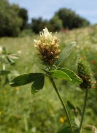 Image result for Trifolium isthmocarpum