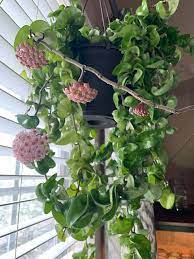 Hindu Rope Plant In Bloom One Of My Favorites In My Collection Houseplants Hanging Plants Hindu Rope Plant Hoya Plants