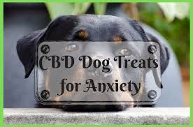 Cbd is sold as a treatment for anxiety, but it's largely unregulated. Cbd Dog Treats For Anxiety Natural Remedies