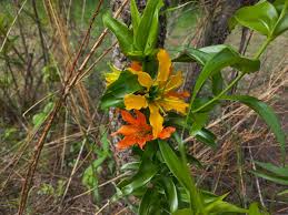 Image result for Gloriosa sessiliflora