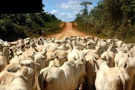 Cattle Ranching And Soybean Cultivations Are The Two Major Drivers Of Deforestation In Brazil Cattle Ranching Deforestation South Of The Border