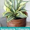 Sansevieria trifasciata 'golden hahnii' is an evergreen herbaceous perennial succulent, growing to 1 foot tall with a similar spread. 1
