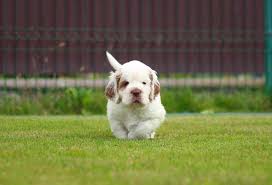 1,617 likes · 7 talking about this. 18 Different Types Of Spaniels What Kind Is Your Favorite Nayturr