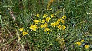 Image result for Senecio latifolius