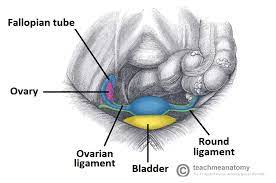 Of female pelvic organ sacrospinous ligament just medial to the ischial spine, exiting the pelvis through the greater sciatic foramen. Ligaments Of The Female Reproductive Tract Teachmeanatomy