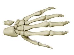 Hand Skeleton Anatomy 3d Models Model 3d Model Skeleton Hands