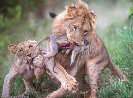 Baby Monkey Clinging To Dead Mother In Lion's Mouth (Graphic ...