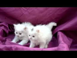 للبيع قطط صغيره بيكي فيس وهاف للبيع 33 يوم bb 2b0e9577 قطط حسن youtube cute cats animals cats