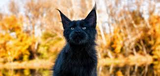 Cats are fascinating creatures don't you agree? Black Maine Coon Cat Your Complete Guide To This All Black Kitten
