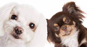 Though its size can vary, it's undoubtedly a tiny dog. The Maltese Chihuahua Mix Introducing The Malchi In 2021 Chihuahua Mix Poodle Cross Breeds Chihuahua Mix Puppies