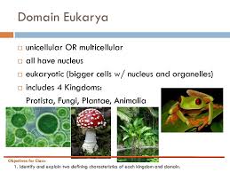 Characteristics Of Living Things Ppt Download