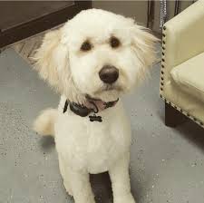 Mountain Mutts Grooming