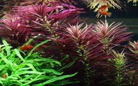 Image result for Hygrophila hippuroides