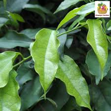 Image result for Tiliacora