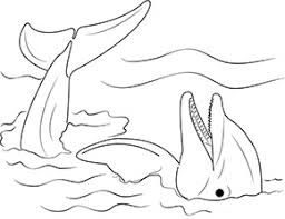 Ausmalbild Delfin Entspannt Sich Zum Ausdrucken