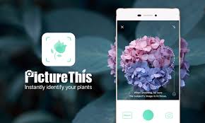 Identifying flowers does not have to be a challenge thanks to instant flower identification with plantsnap. App Review Picturethis Ai Plant Identification Vs Google Lens Ausdroid