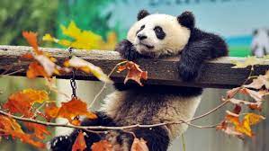 We did not find results for: 4k Fondos De Pantalla Pc Animales 3840x1080 Wallpaper Teahub Io