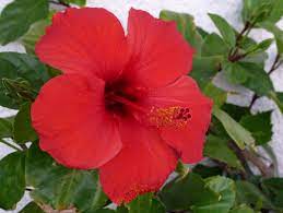 Hibiskus Wikipedia Hibiscus Hibiscus Rosa Sinensis Hibiscus Flowers
