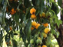 Image result for Dovyalis xanthocarpa